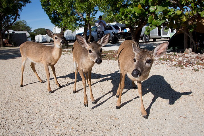 Tourismus Human Impact Key Hirsch Odocoileus virginianus Key Deer